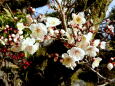 春の光に咲いている梅の花