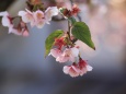 福成寺の寒桜