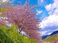 河津桜と菜の花