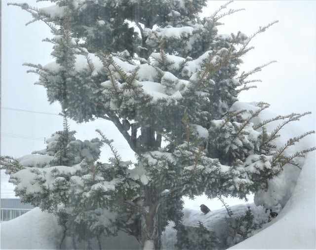 北海道版「鳥の巣」