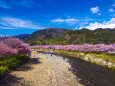 早春の空と河津桜