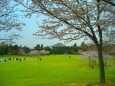 奈良公園春