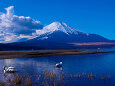 富士山と白鳥