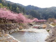 滝への途中に咲いている河津桜