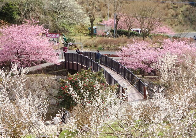 河津桜と白梅の春景色