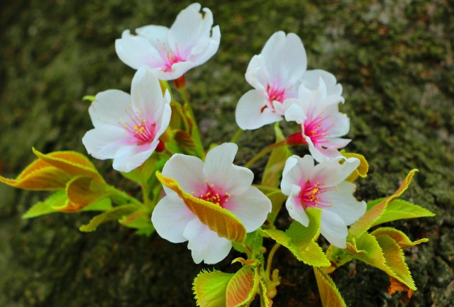 桜の花