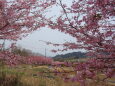 河津桜咲く里山