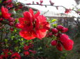 春の彩り木瓜の花