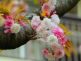 桜の花