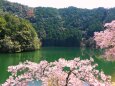 ダム湖と桜