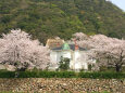 待ち遠しい桜の季節 2