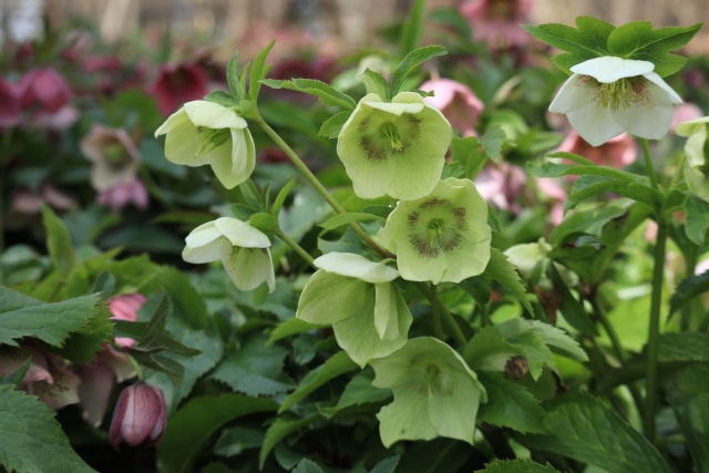 クリスマスローズ