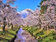 春の新名庄川