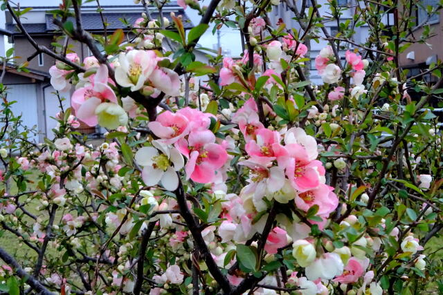 春の訪れ木瓜の花
