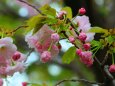 桜の花