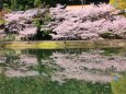 池に映る桜