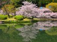 池に映る桜