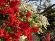 白と赤 馬酔木の花と木瓜の花