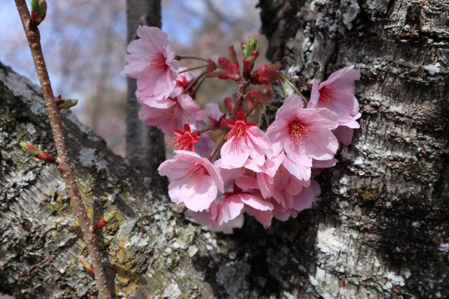 小枝に咲く陽光桜