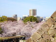 桜が咲いている福岡城址から