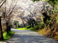 桜のトンネル