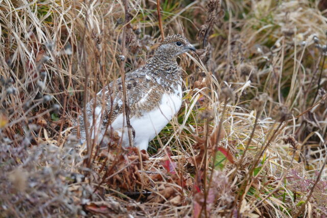 白馬岳のチビ雷鳥