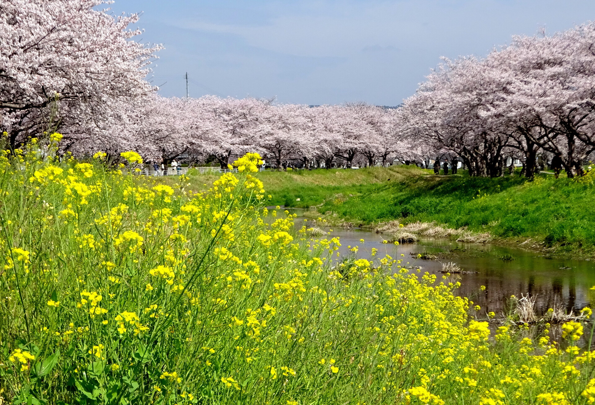 日本の風景 春爛漫の春景色 壁紙19x1309 壁紙館