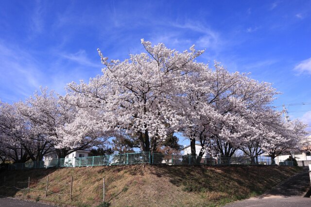 近所の公園の桜