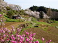 山の耕作地の春風景