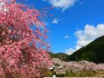 下北山村春