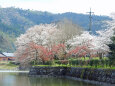 桜の季節 8
