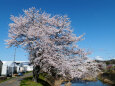 久々利川の桜-1