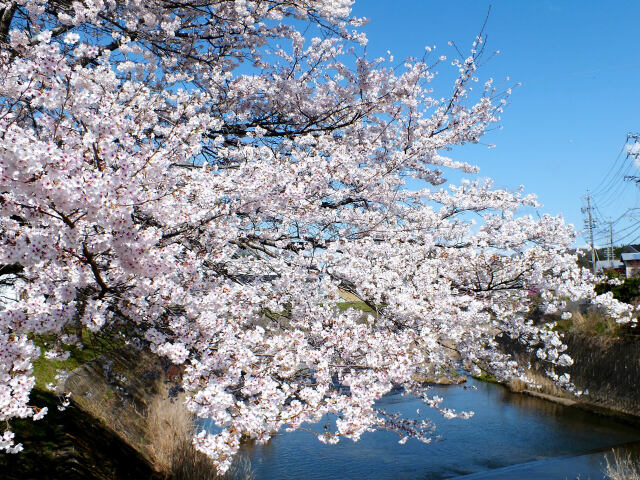 久々利川の桜-2