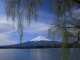 富士山に柳の芽吹き