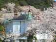 桜の季節 10