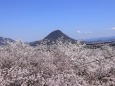桜海に浮かぶ讃岐富士