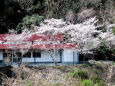 久々利川の桜-1