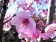 久々利川の桜-4