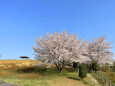 桜の季節 12