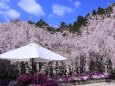 ゆうかの里の垂れ桜-1