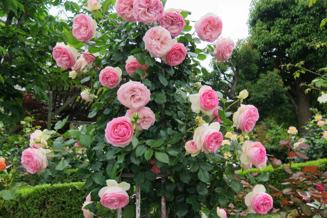 ピエールドゥロンサール