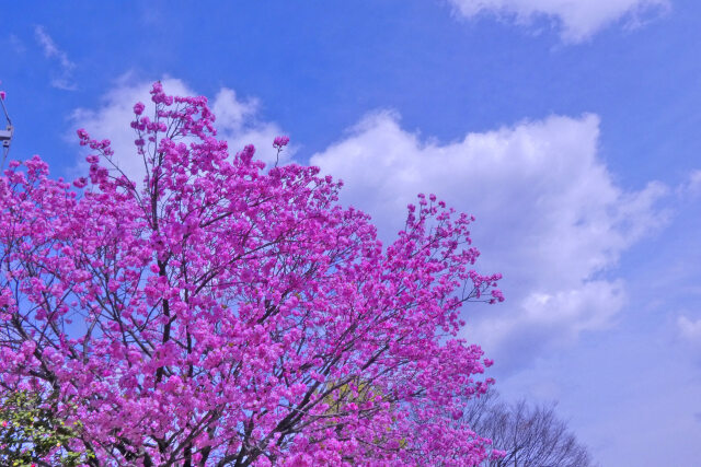 青空に八重桜・2