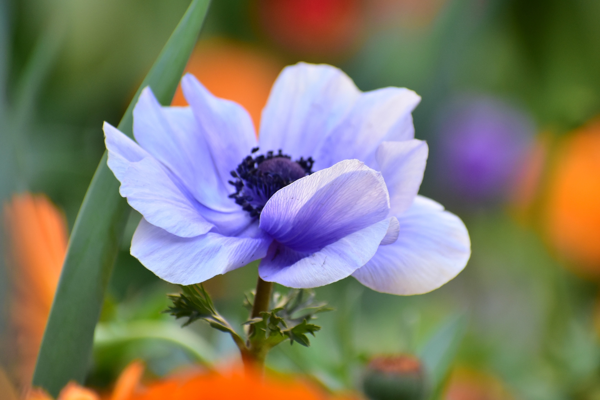花 植物 アネモネ 壁紙19x1280 壁紙館