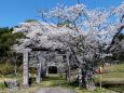 八幡神社の桜-2