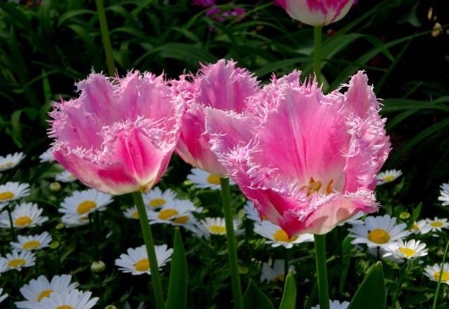 華麗なチューリップの花