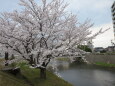 桜の季節2 2022年