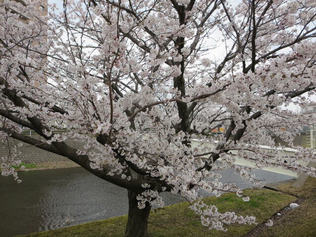 桜の季節3 2022年