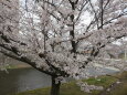 桜の季節3 2022年