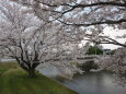 桜の季節4 2022年