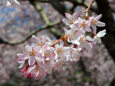 桜の季節 16 枝垂れ桜